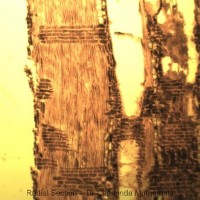 Terminalia arjuna (Roxb. ex DC.) Wight & Arn.